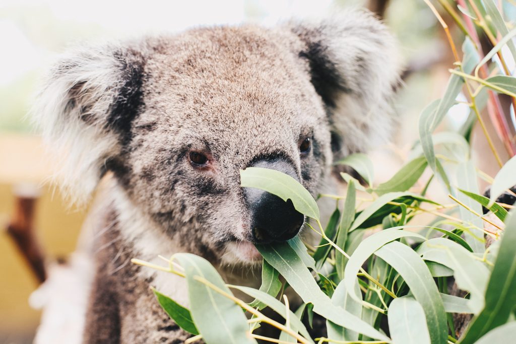 Koala Sanctuary Melbourne Australia Travel Blog