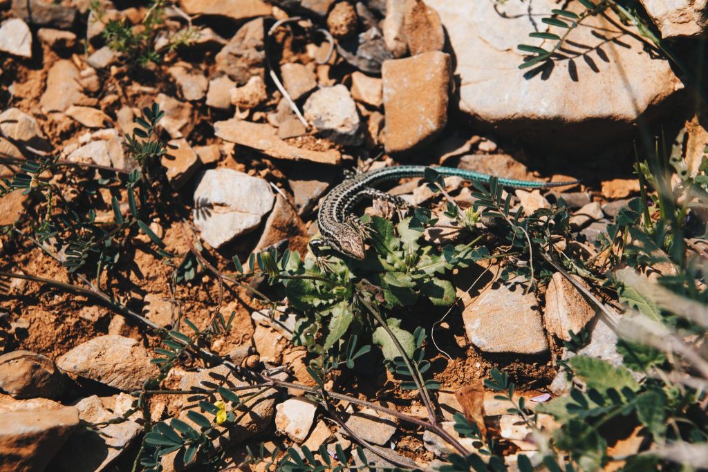 Glyka Nera Beach Sweet Water Beach Crete Greece